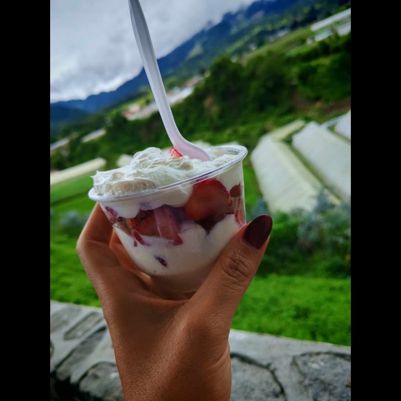 Fresas con crema 