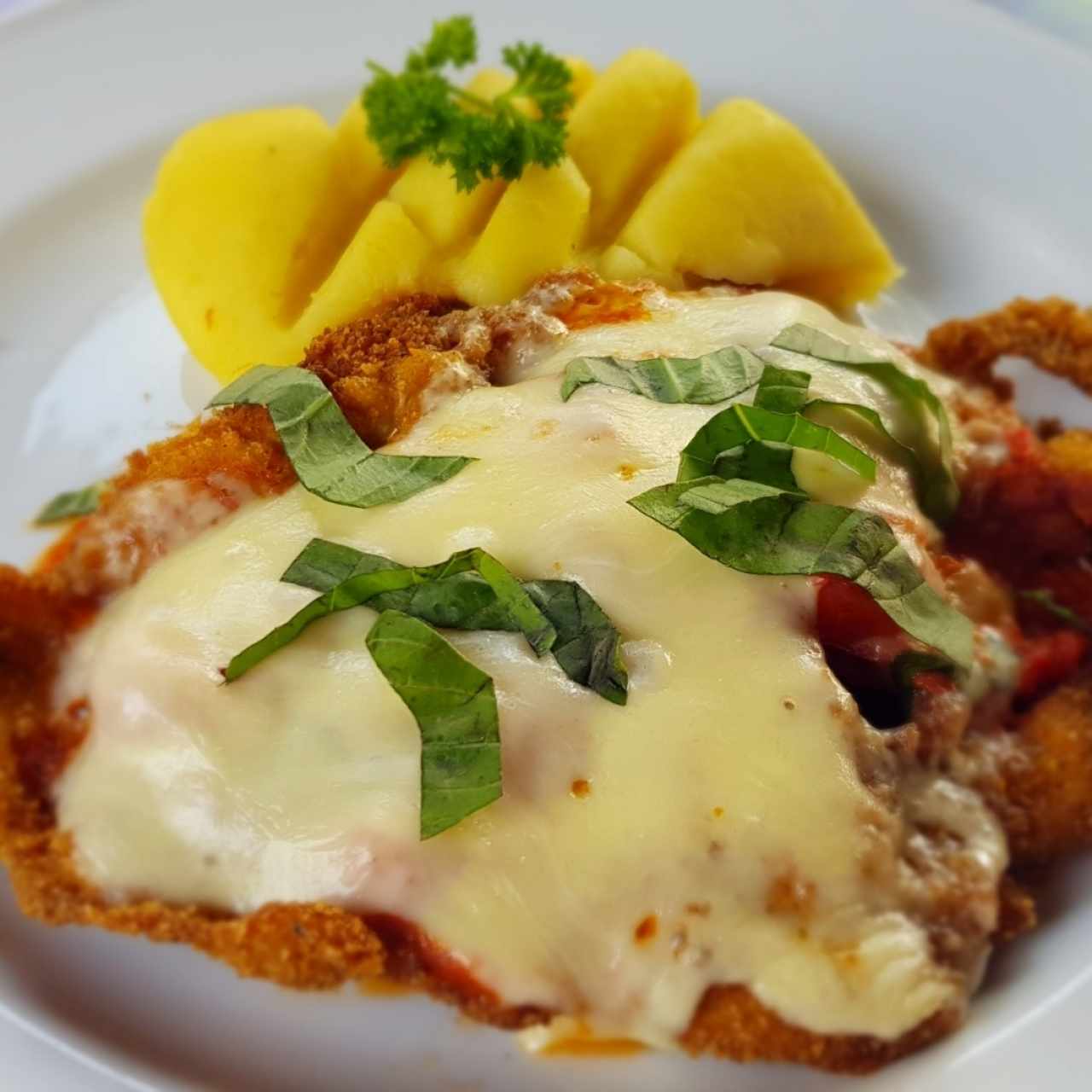 Pollo Parmesano 
