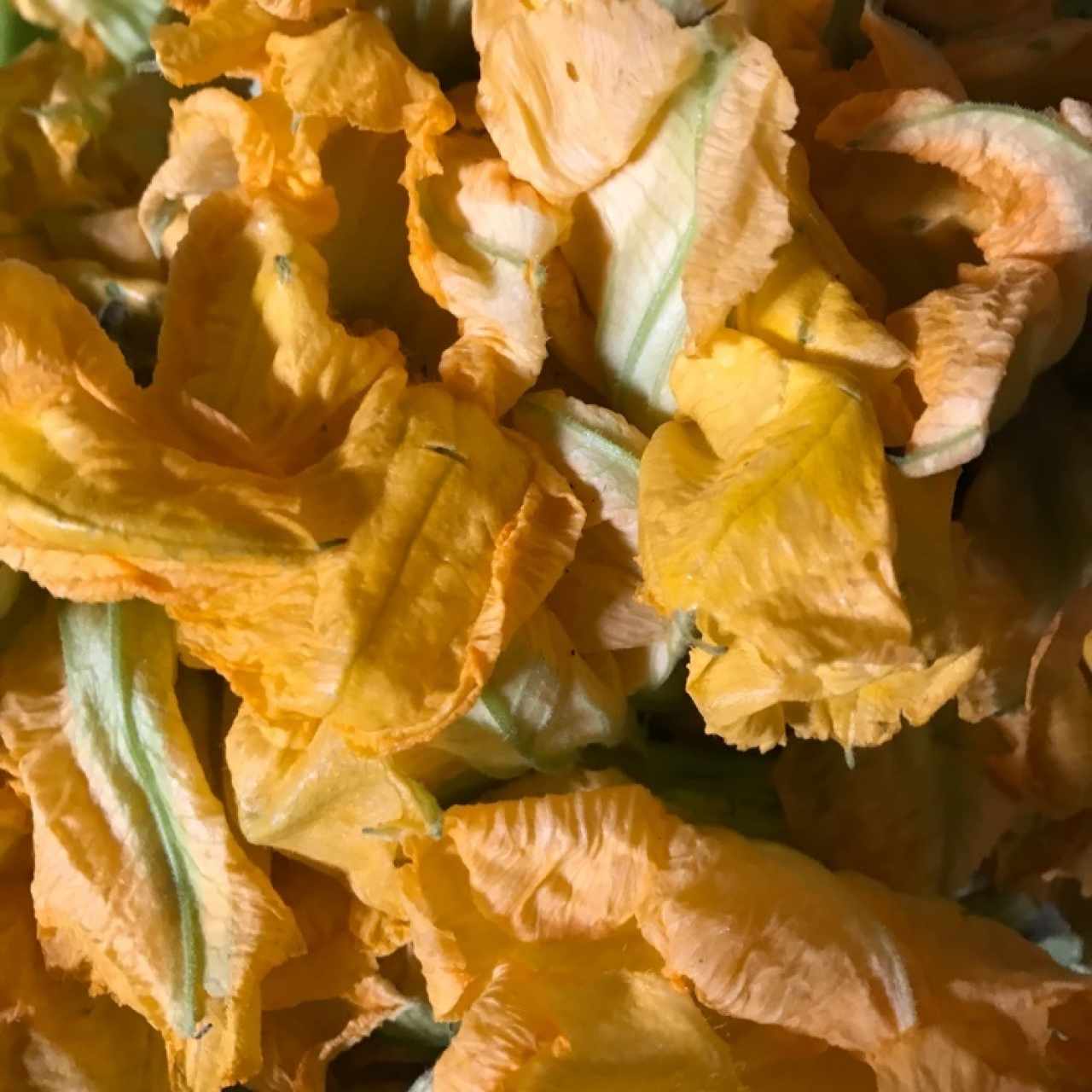 flor de calabaza