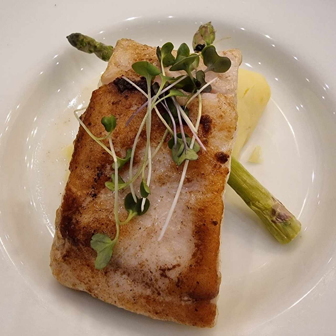 corvina