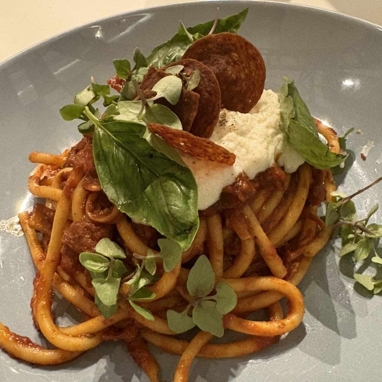 AMERICAN AMATRICIANA