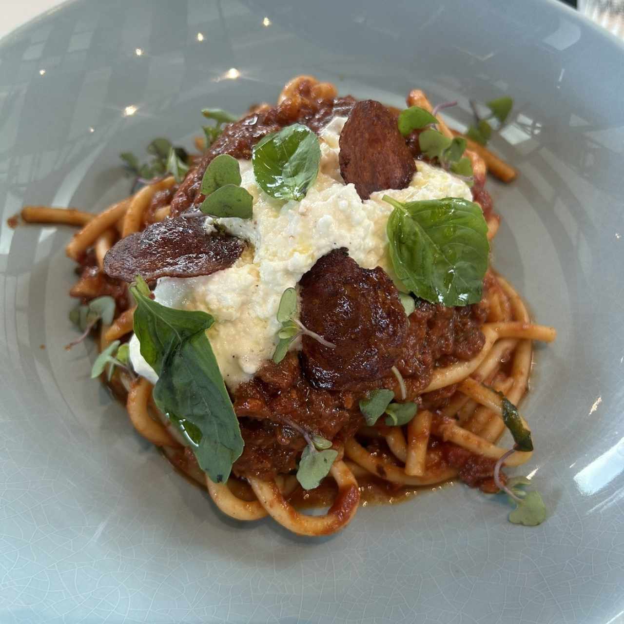 AMERICAN AMATRICIANA