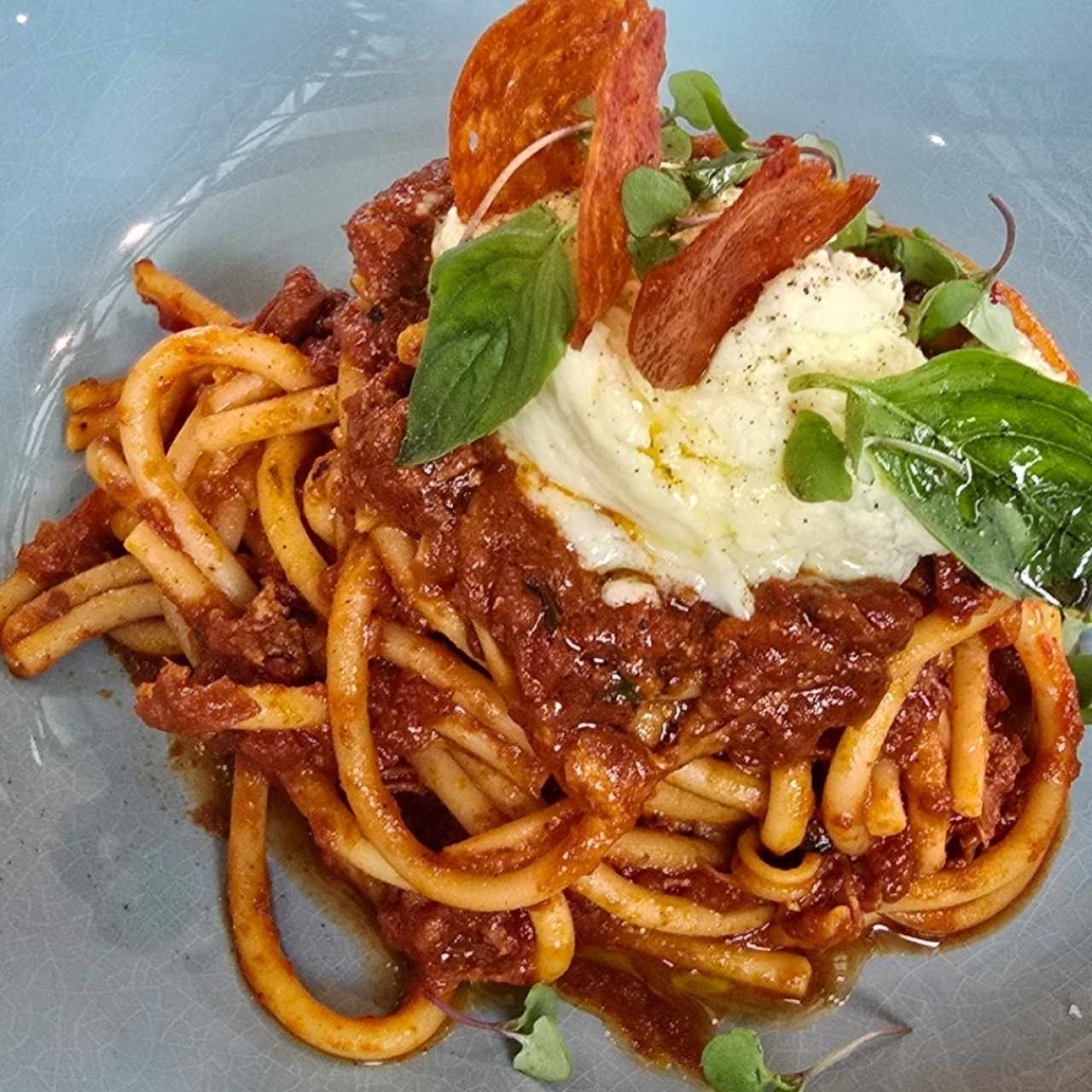 AMERICAN AMATRICIANA