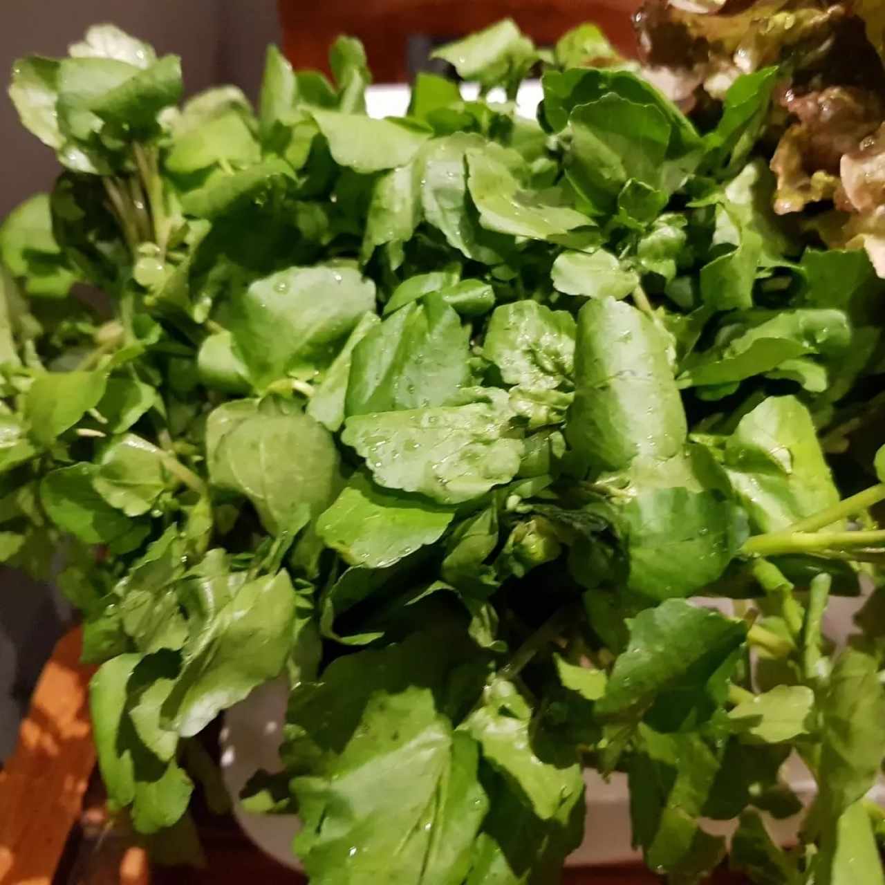 Vegetales - Berro