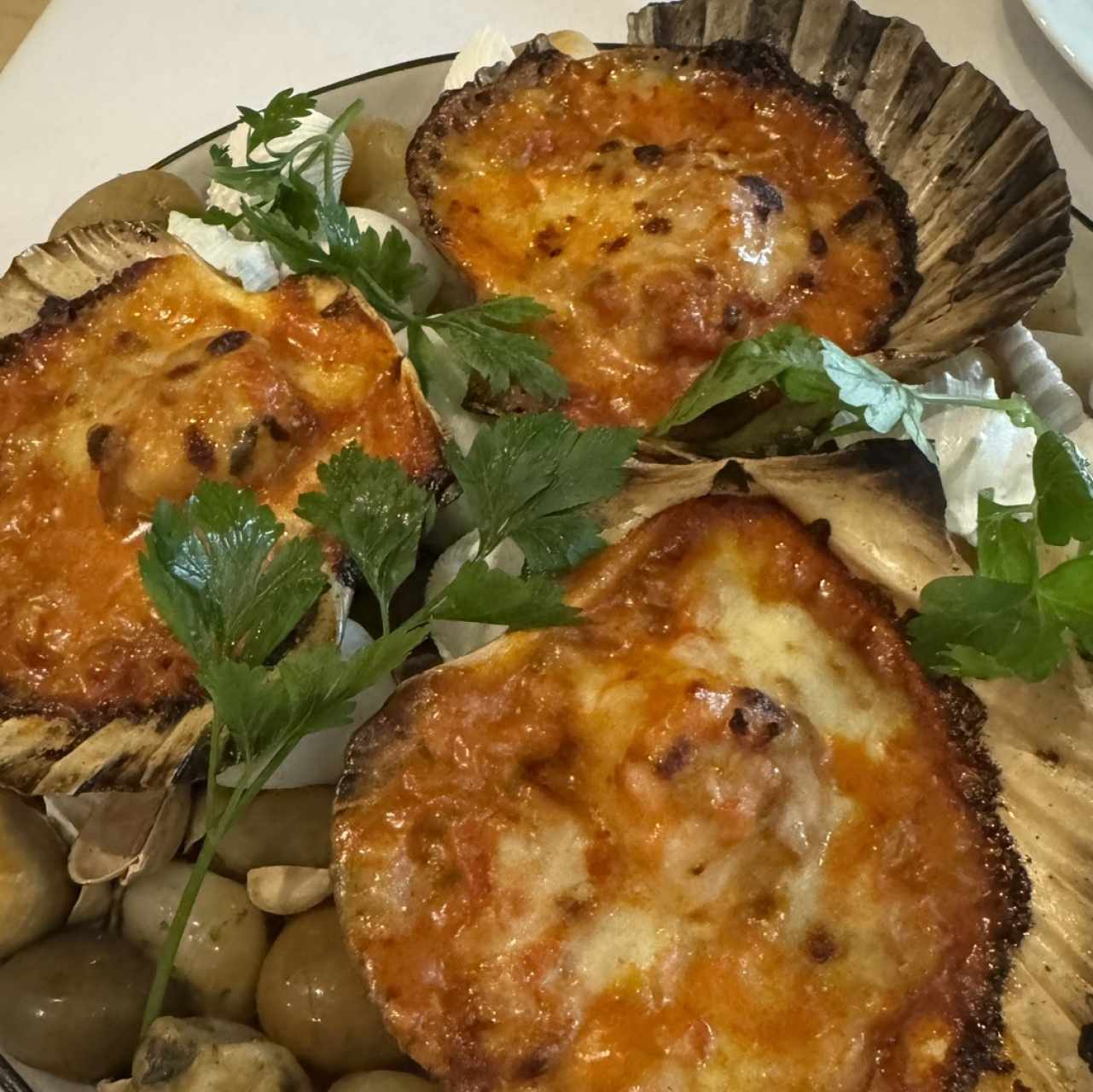 Vieiras a la gallega gratinadas con queso gruyere