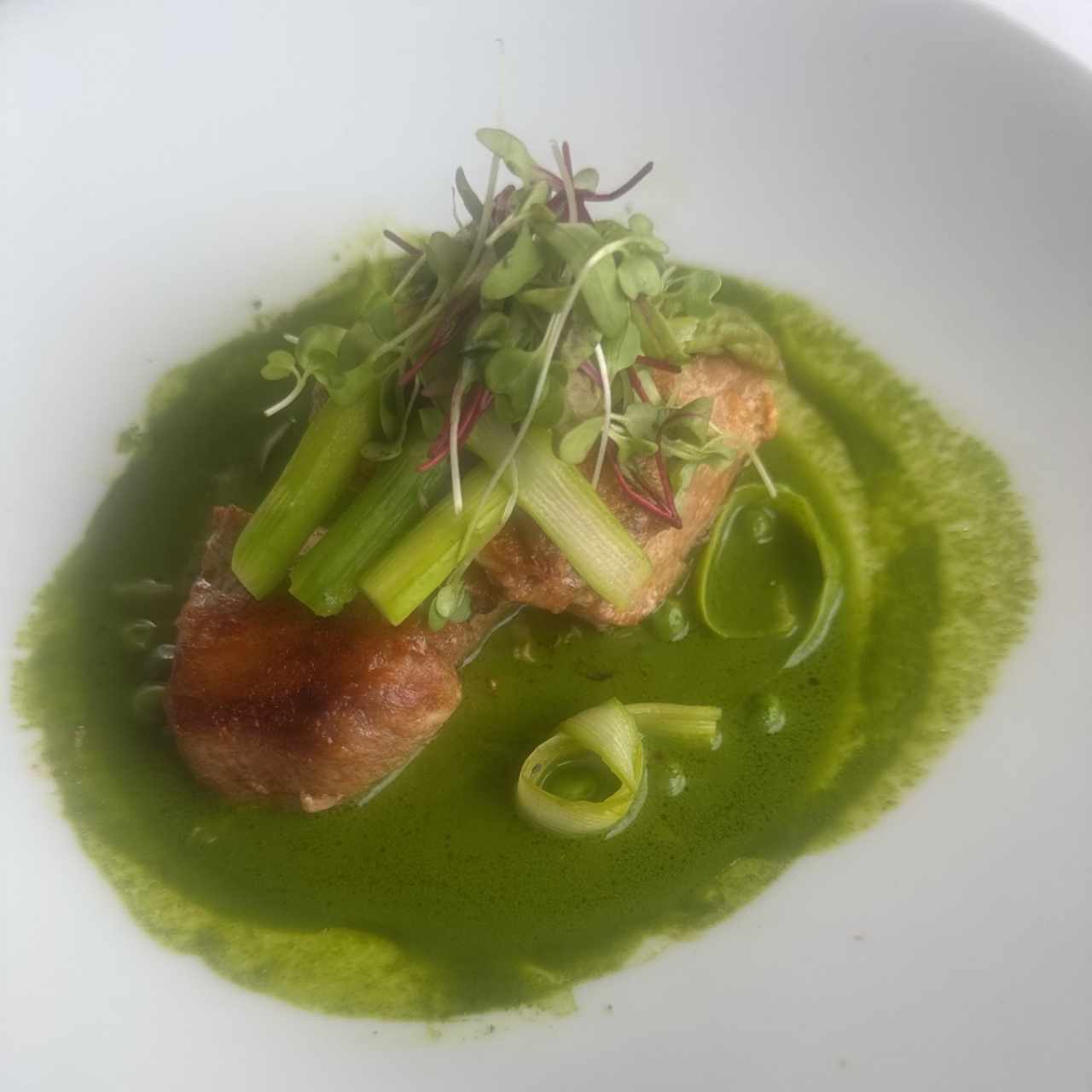 Corvina 