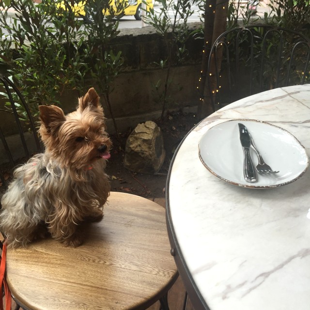 Las mascotas son bienvenidas en la terraza