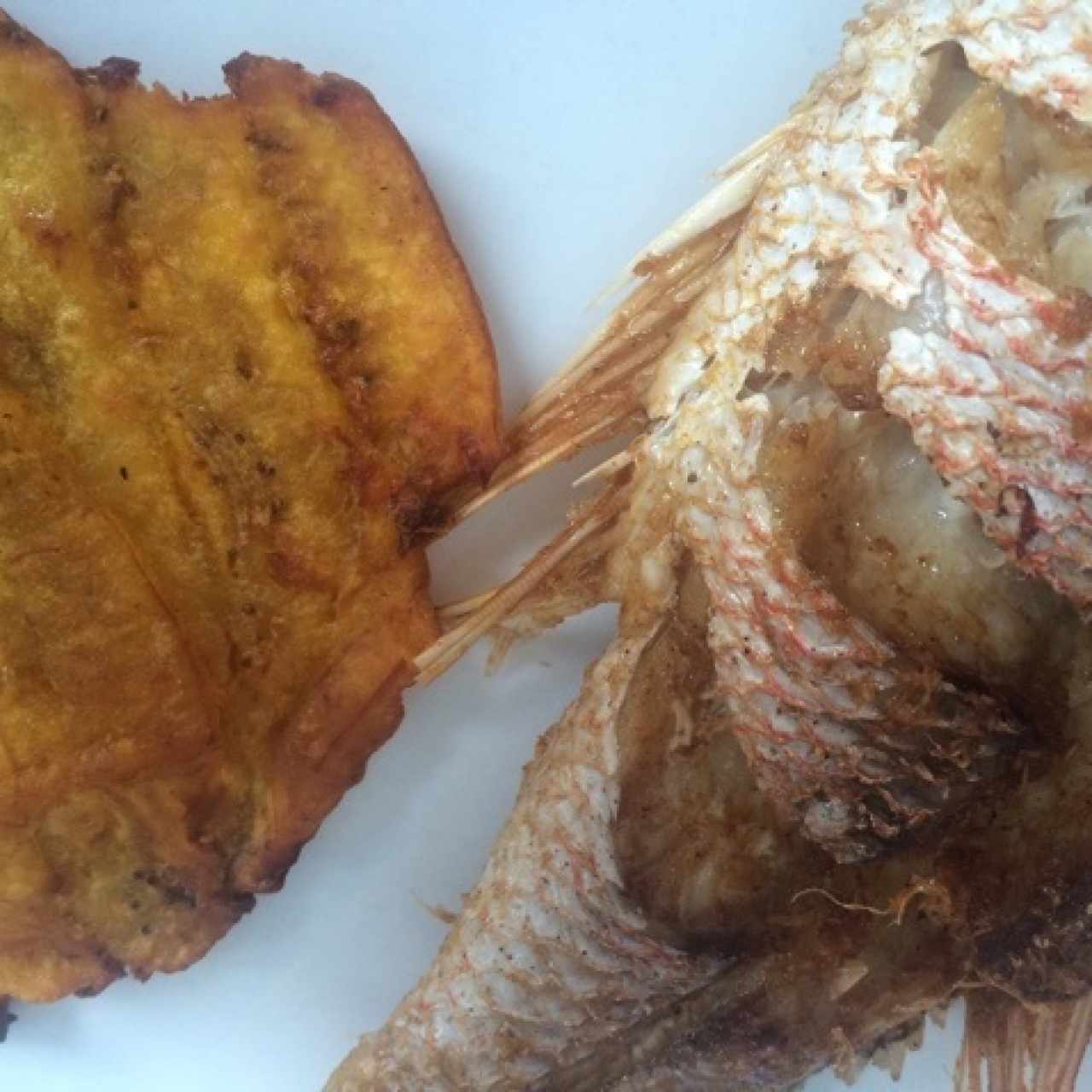 Pargo