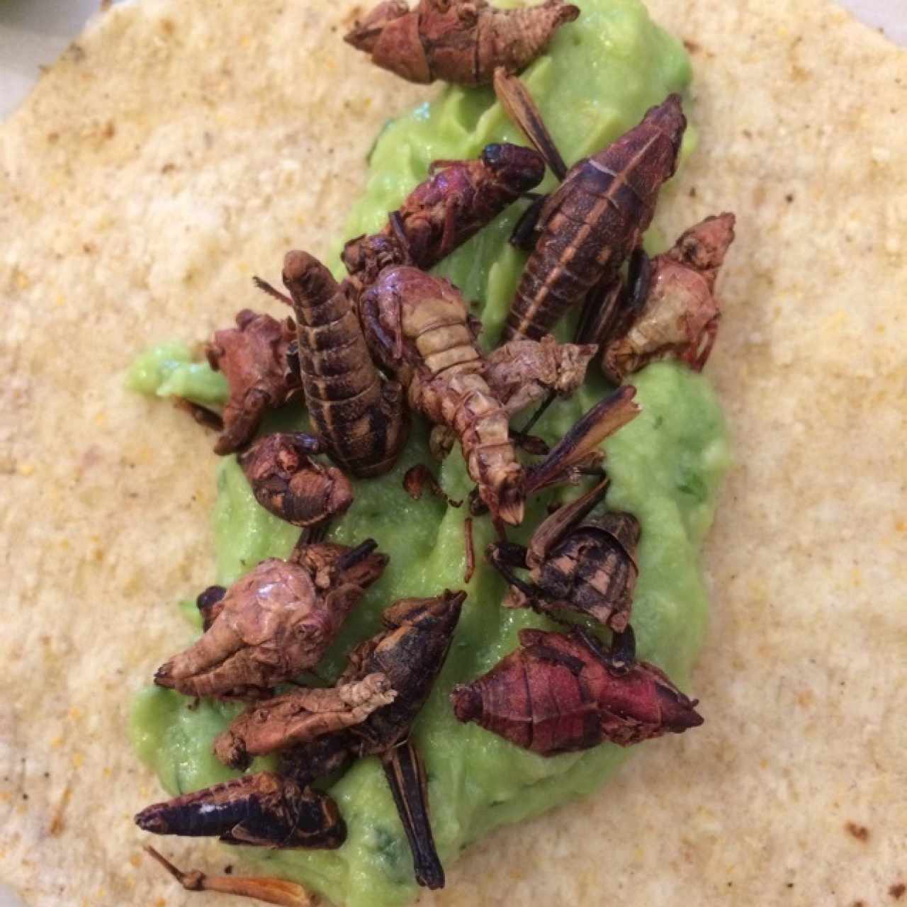 taco de chapulines con aguacate 