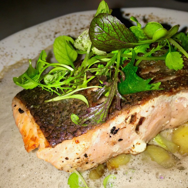 Salmon