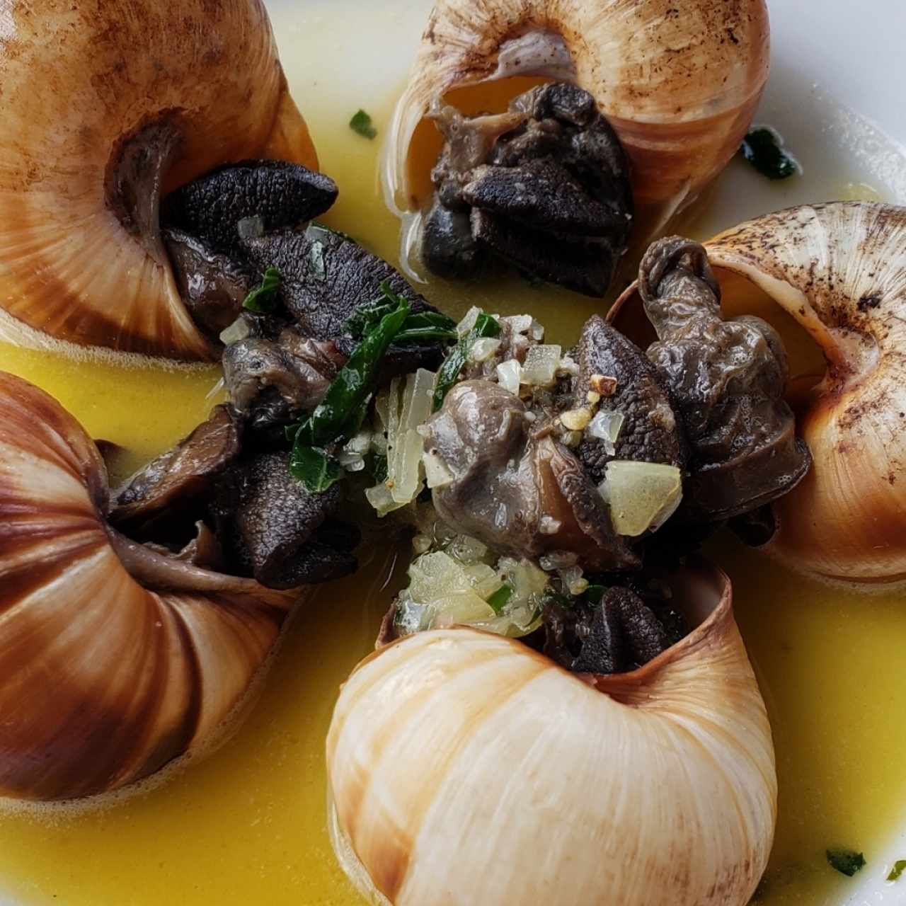 escargots 