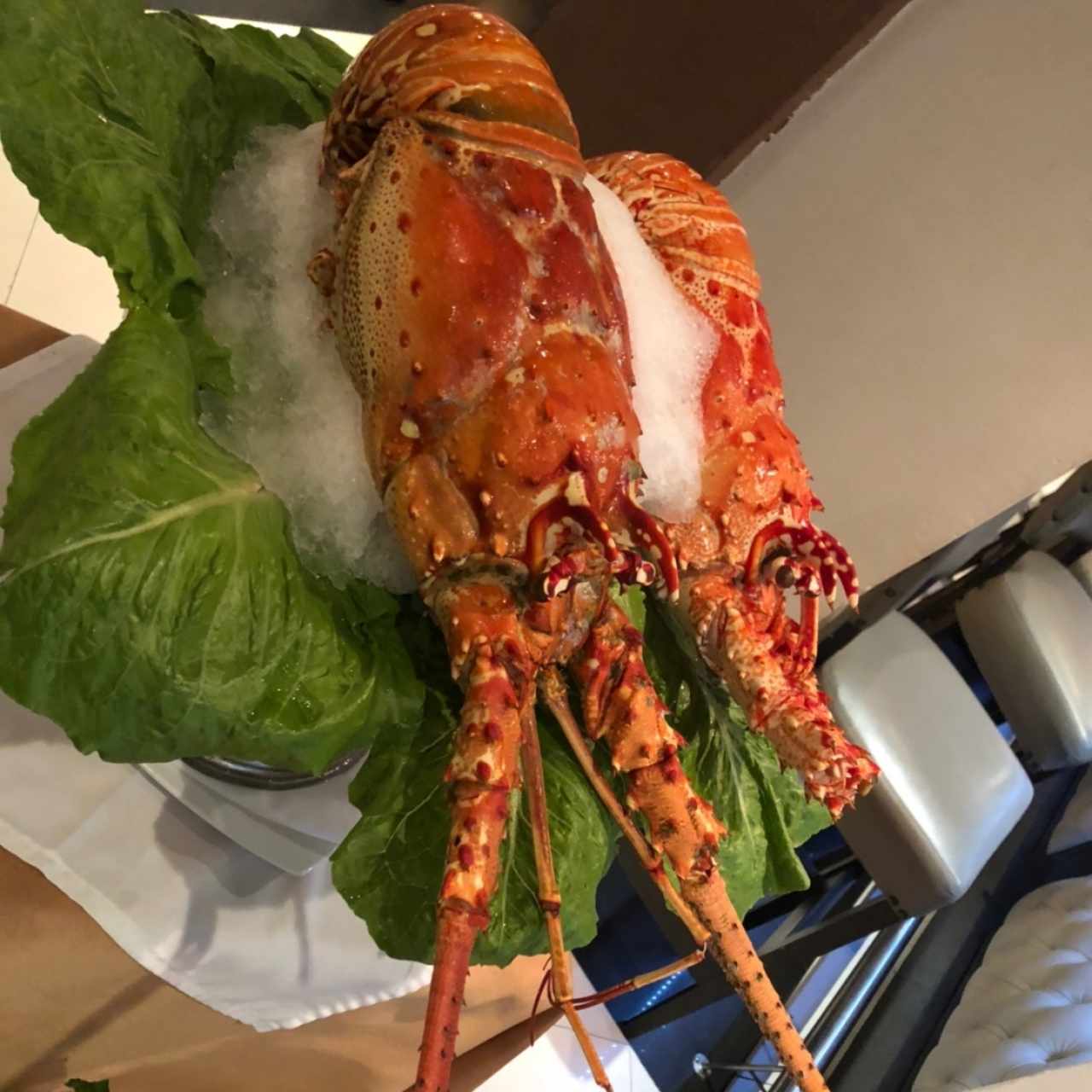 Langosta por Kg