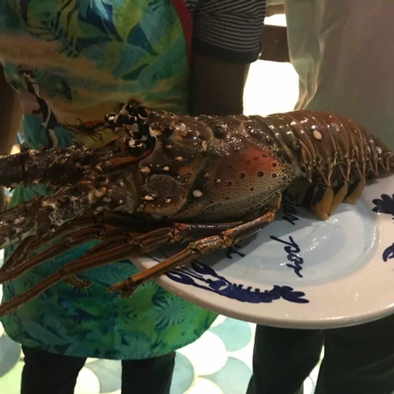 Langosta