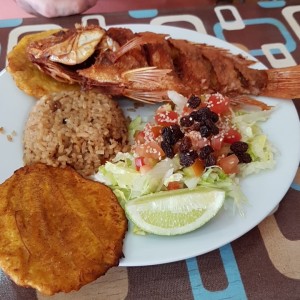 Tilapia Roja