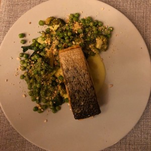 salmon