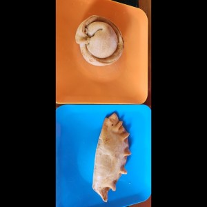 Empanada de carne al curry y empanada de carne picante!