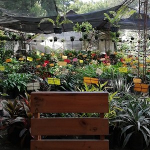 vivero
