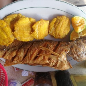 Corvina Frita Mediana
