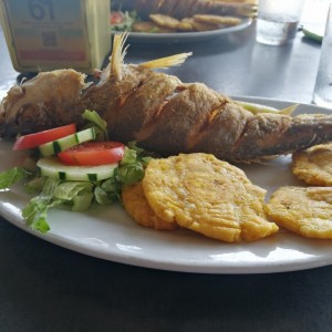 Corvina