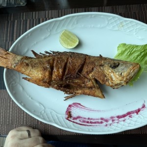 Corvina