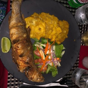 Corvina Entero