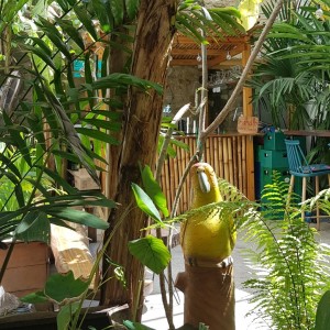jardin