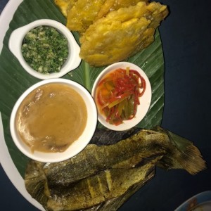 corvina