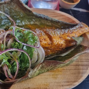 corvina
