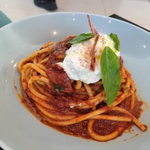 AMERICAN AMATRICIANA