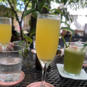 Mimosa