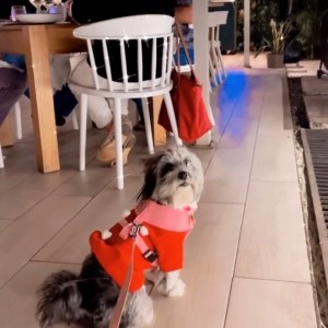 Petfriendly