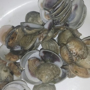 almejas alajillo