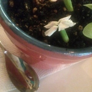 Ensalada de papa