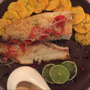 Corvina