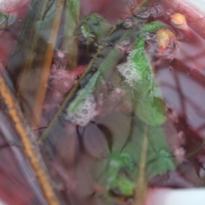 Aromática
