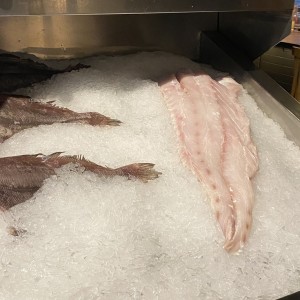 Corvina