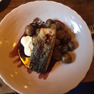 Salmon