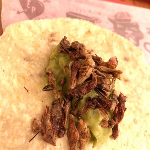 taco de chapulines