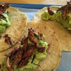 taco de chapulines 