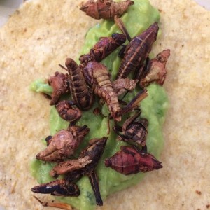 taco de chapulines con aguacate 