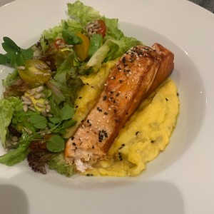 Salmon 