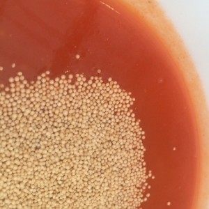 Crema de tomate 