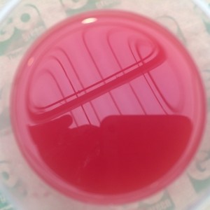 Jugo de frutos rojos 