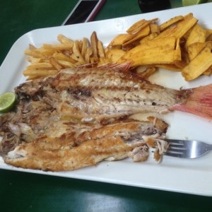 Pargo Mariposa 