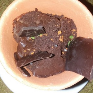 La tierra del cacao