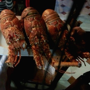Langostas. Antes del Banquete