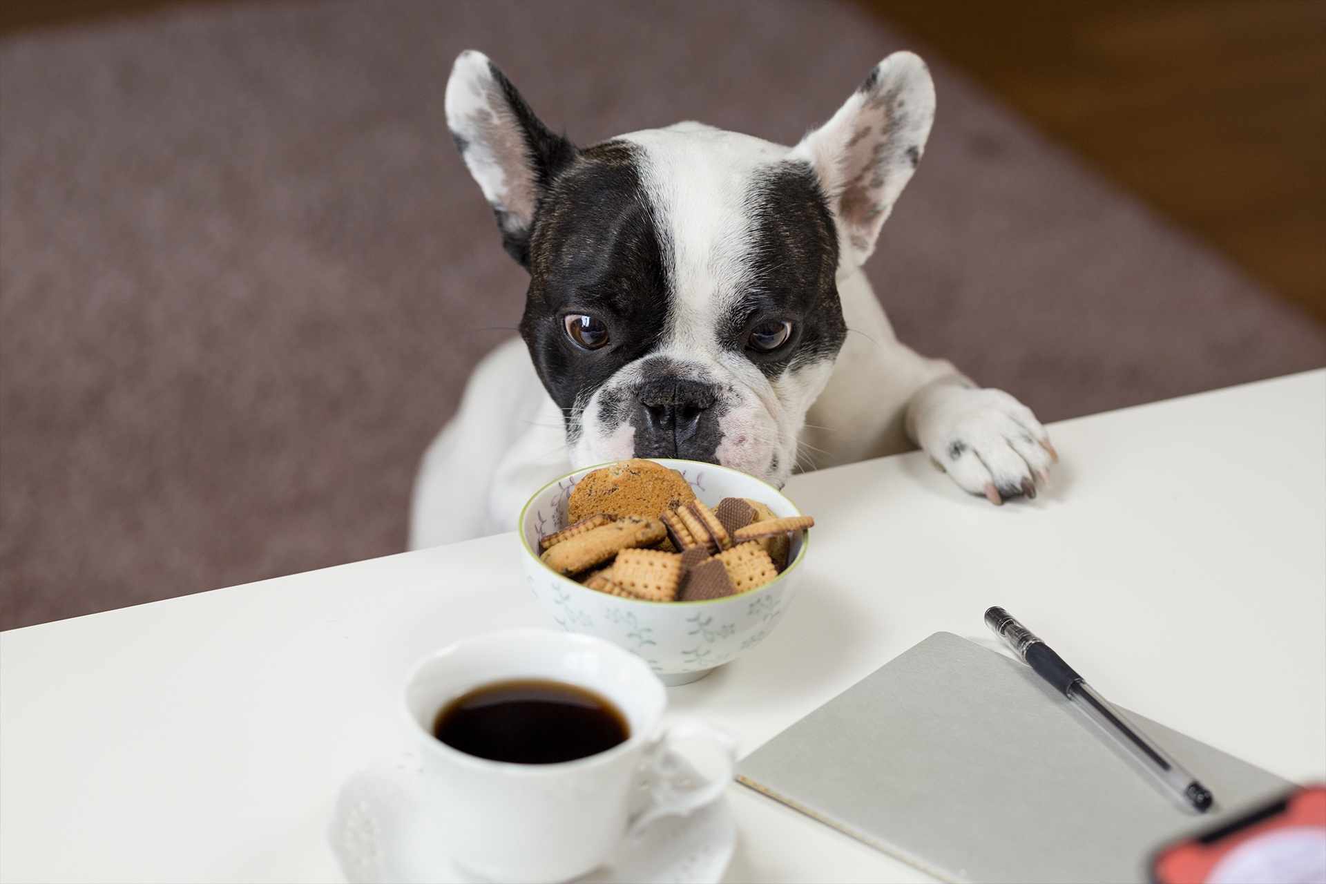 Dog Friendly